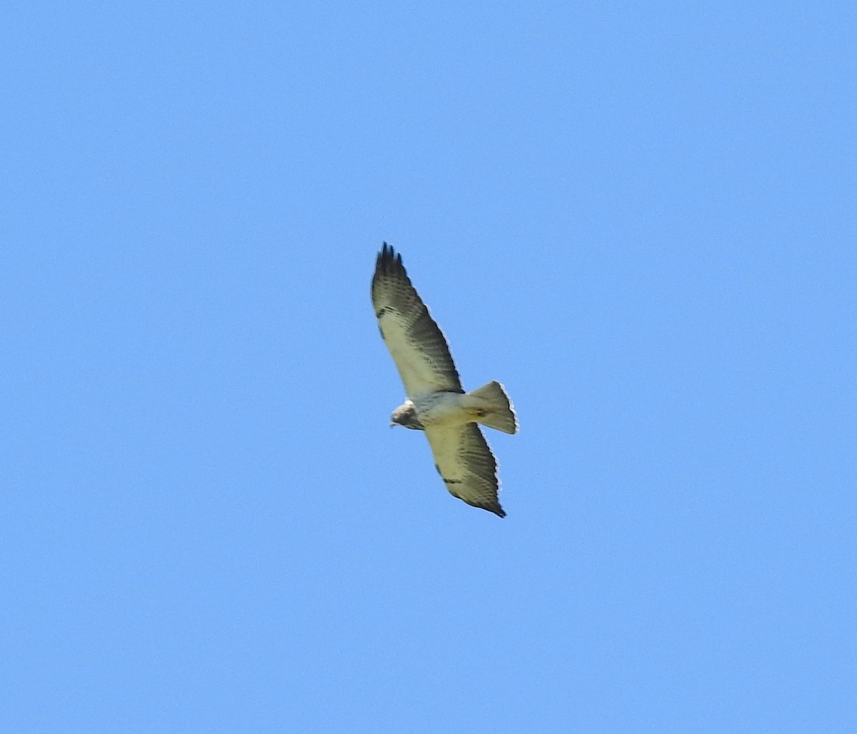 Swainson's Hawk - ML609803148