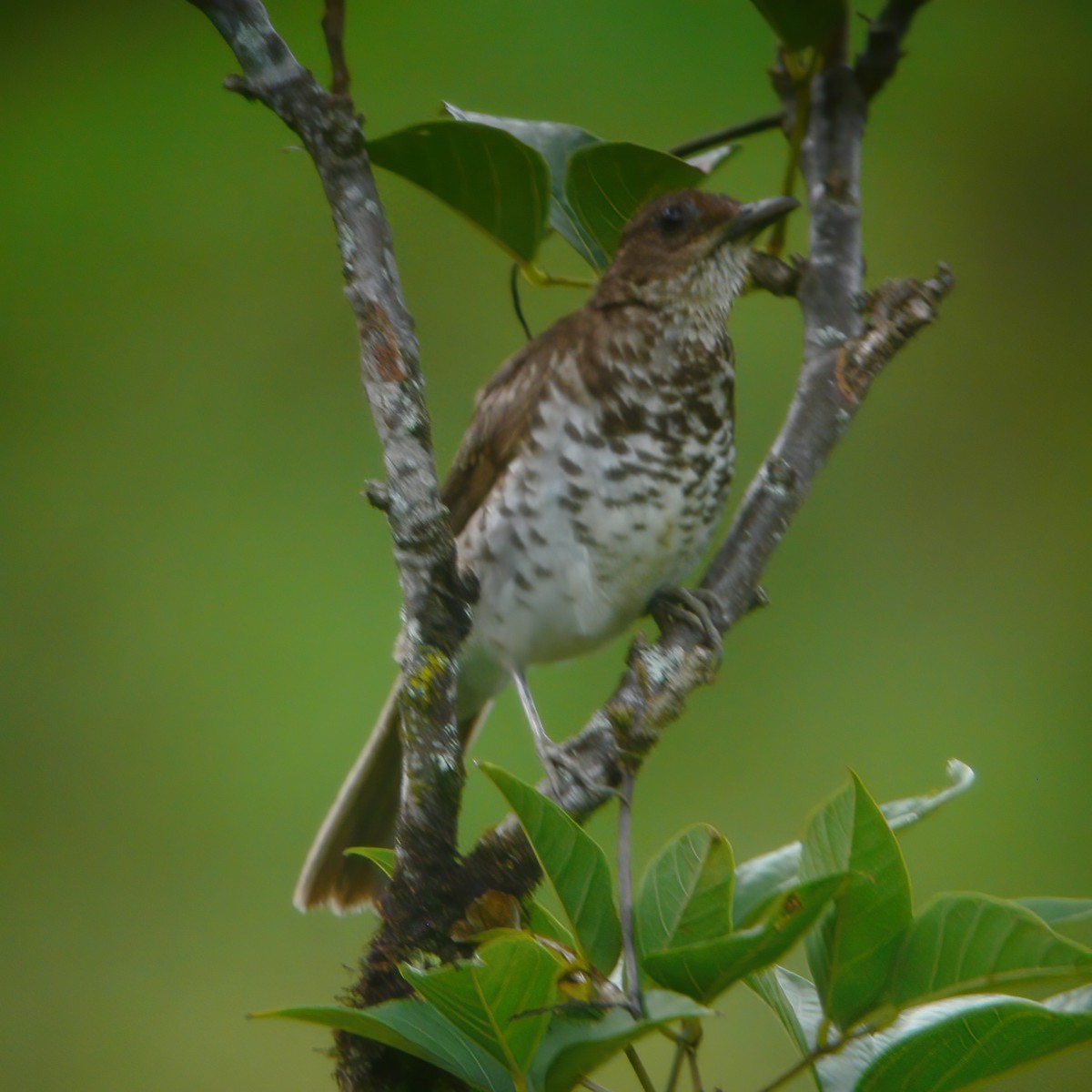 Marañon Thrush - ML609803151