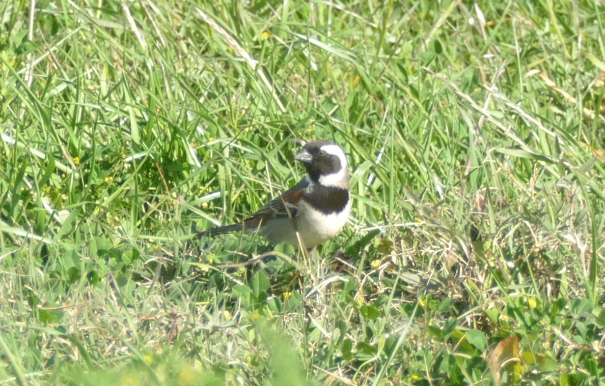 Cape Sparrow - ML609803204