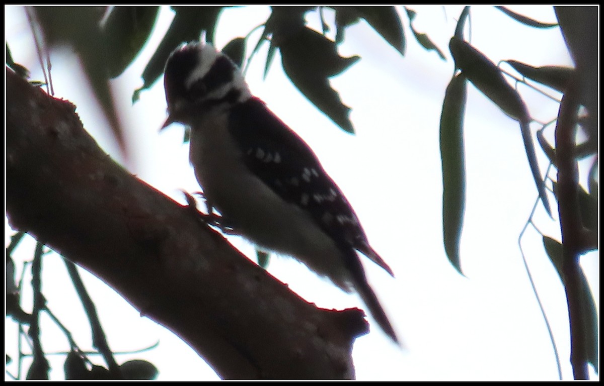 Downy Woodpecker - ML609803219