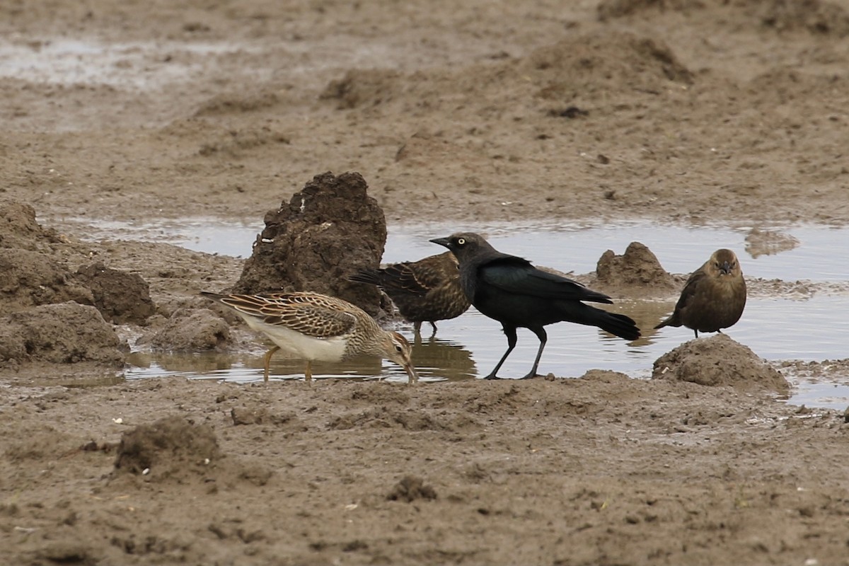 Pectoral Sandpiper - ML609803265