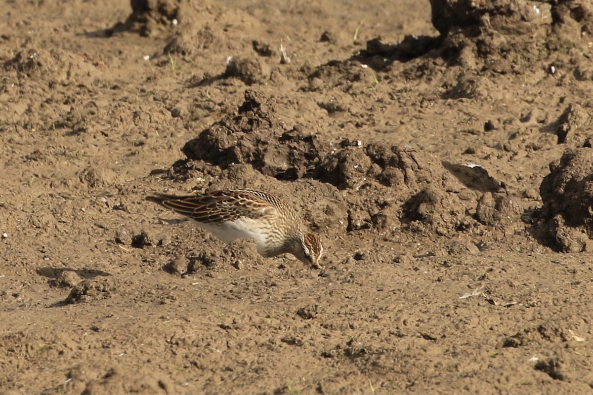 Pectoral Sandpiper - ML609803266