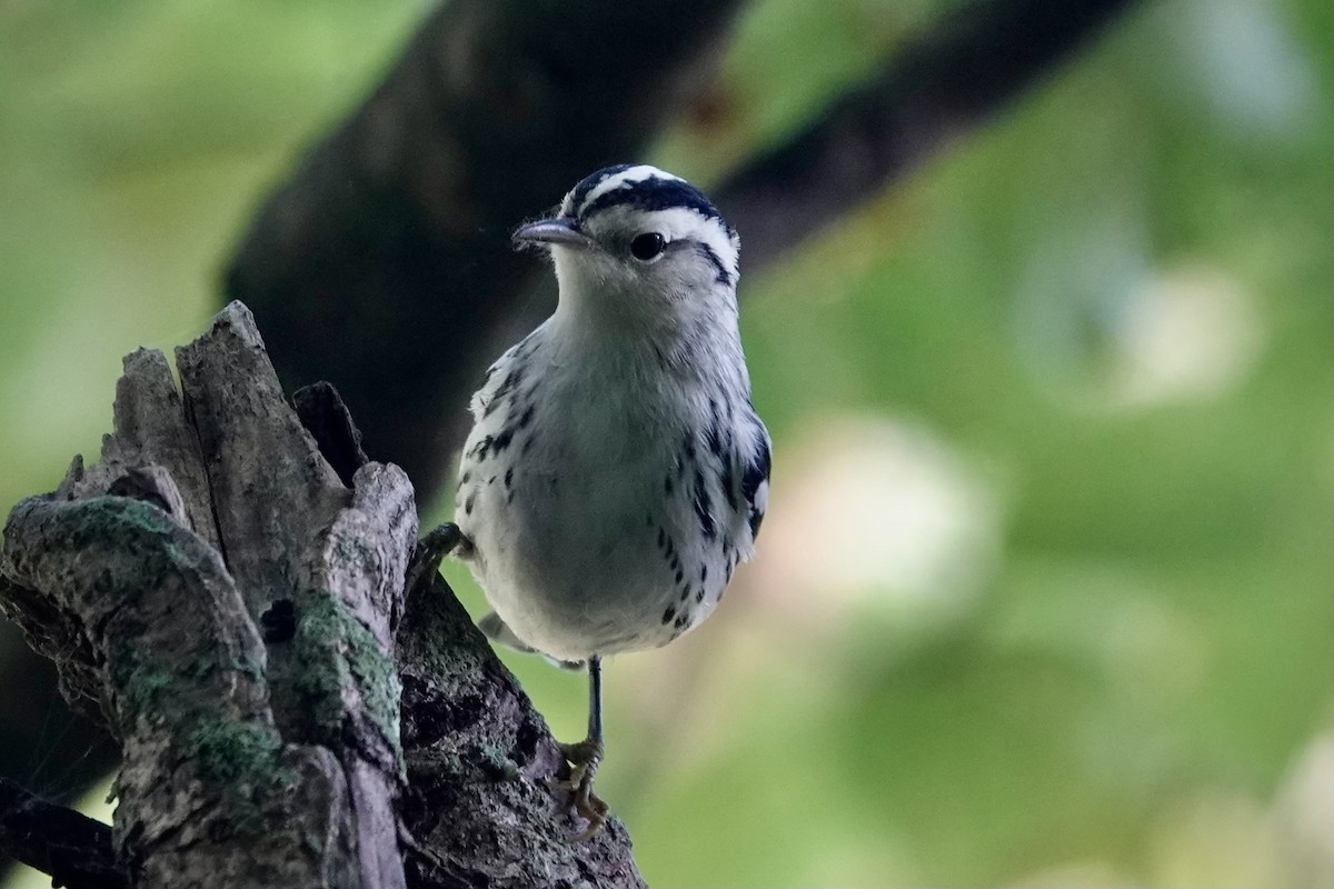 Black-and-white Warbler - ML609803317
