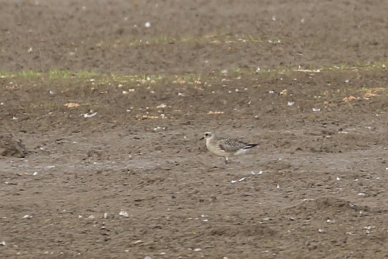 Black-bellied Plover - ML609803377