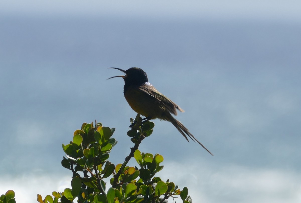 Orange-breasted Sunbird - Peter Kennedy