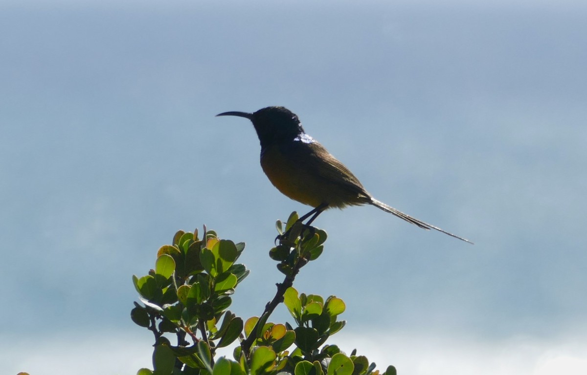 Orange-breasted Sunbird - ML609803455