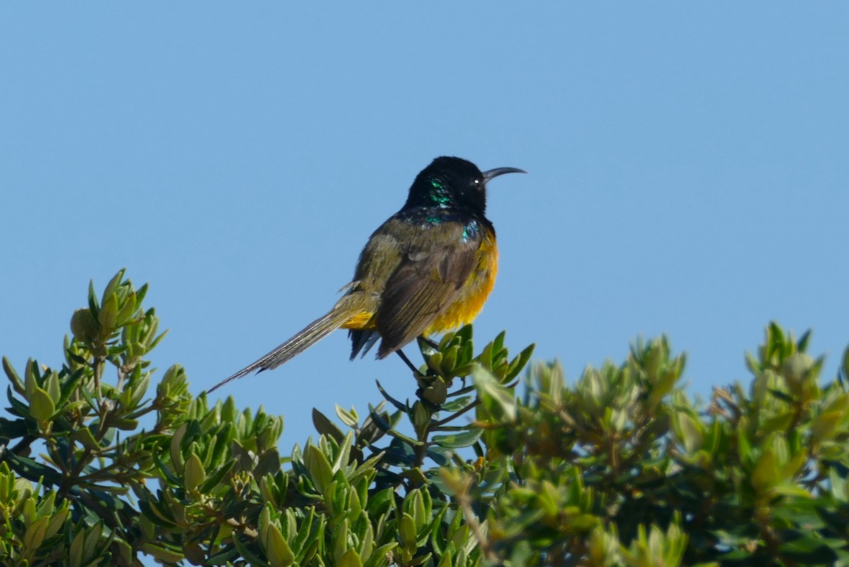 Orange-breasted Sunbird - ML609803457