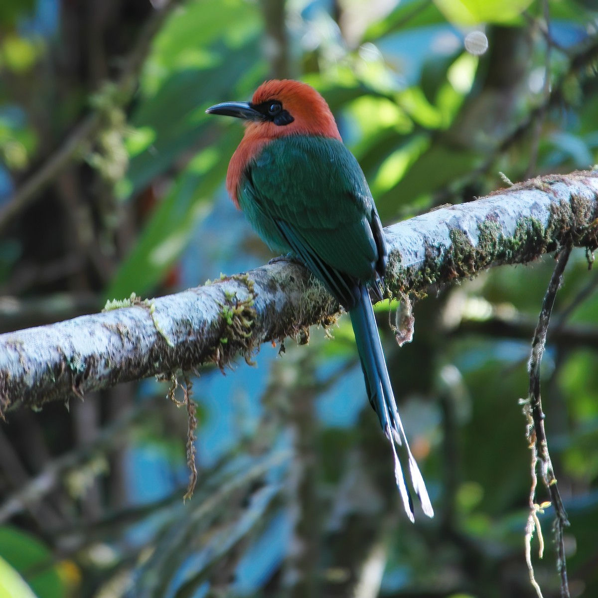 Motmot à bec large - ML609803531