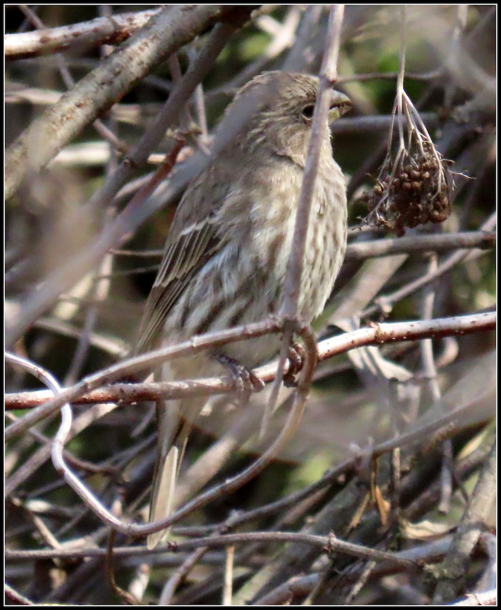 House Finch - Peter Gordon