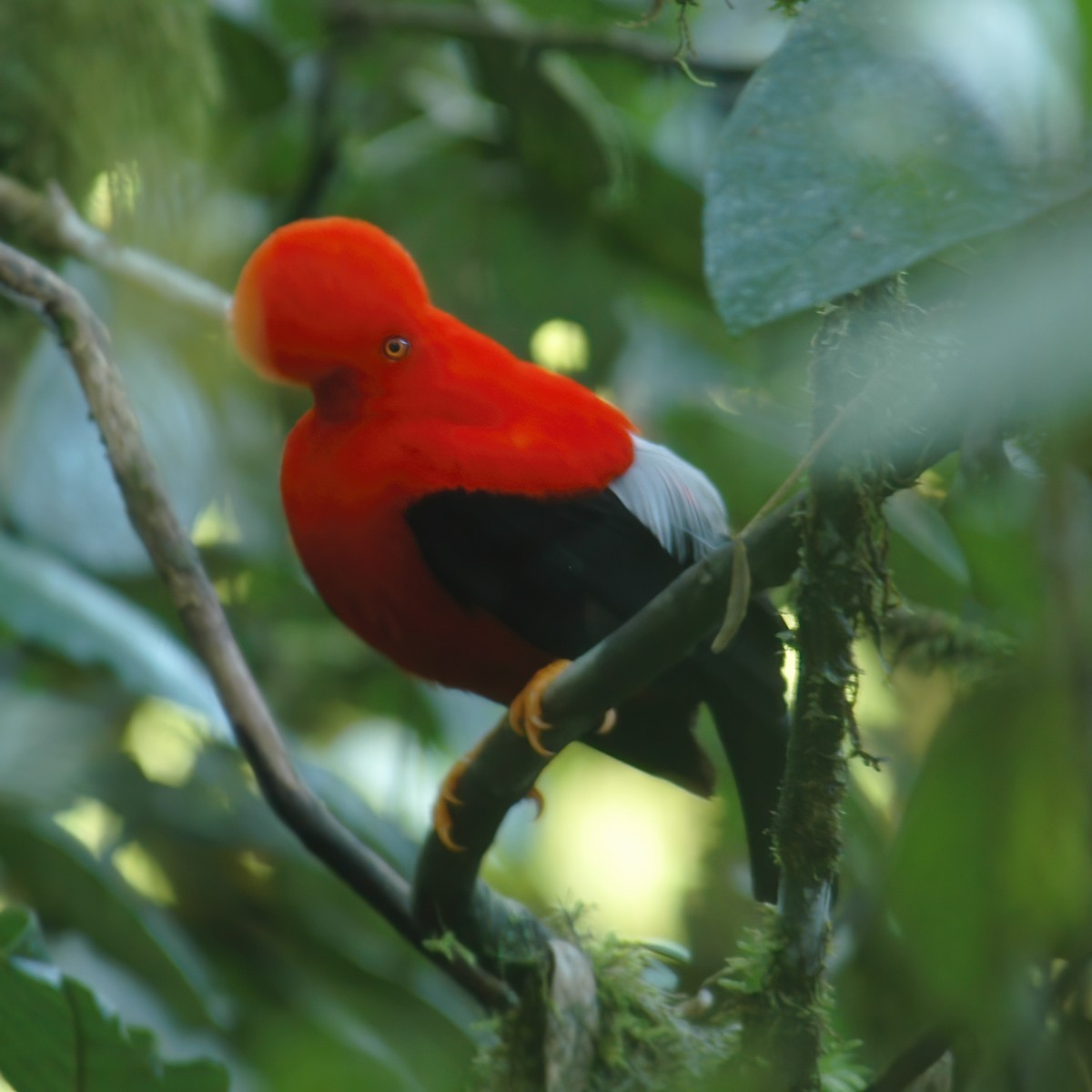 Andean Cock-of-the-rock - ML609803538