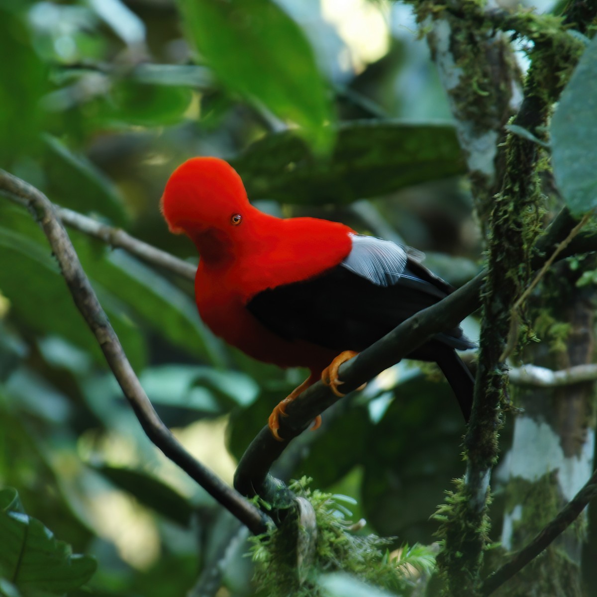 Andean Cock-of-the-rock - ML609803539