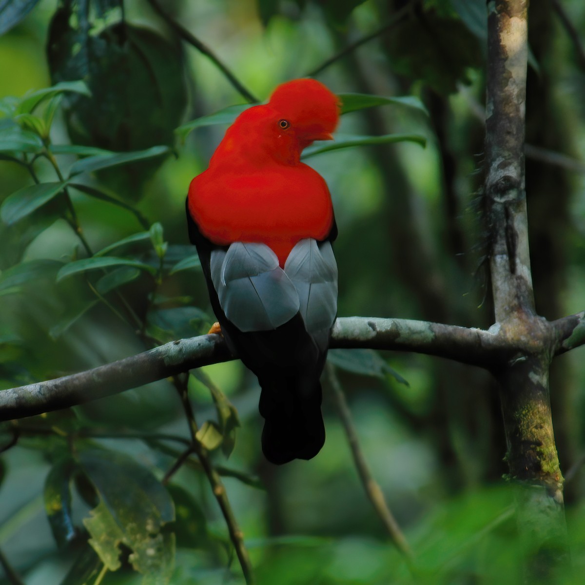 Andean Cock-of-the-rock - ML609803540