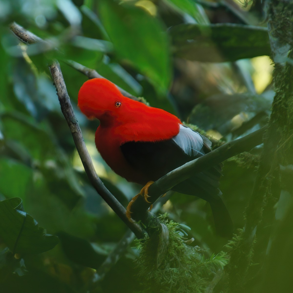 Andean Cock-of-the-rock - ML609803541