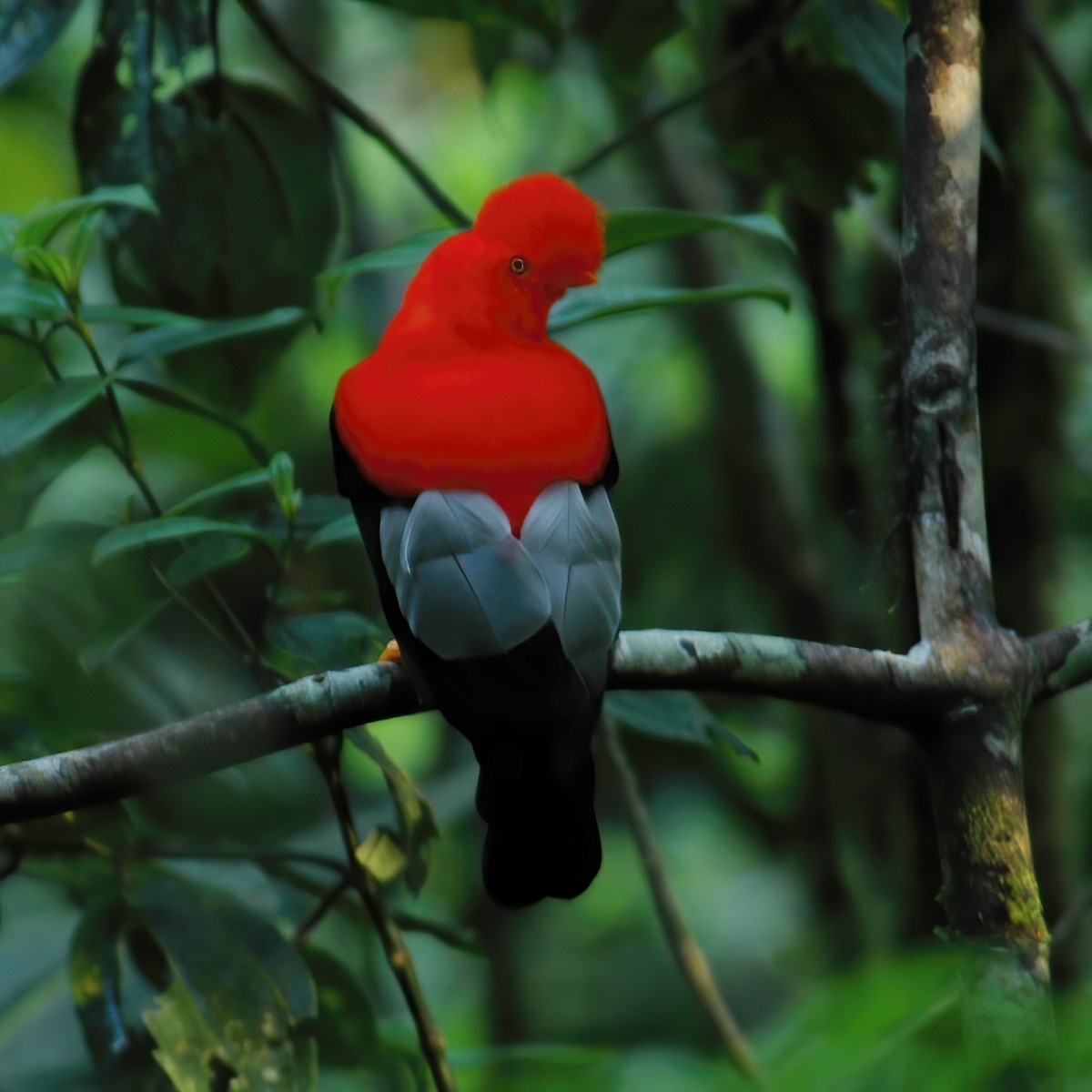 Andean Cock-of-the-rock - ML609803542