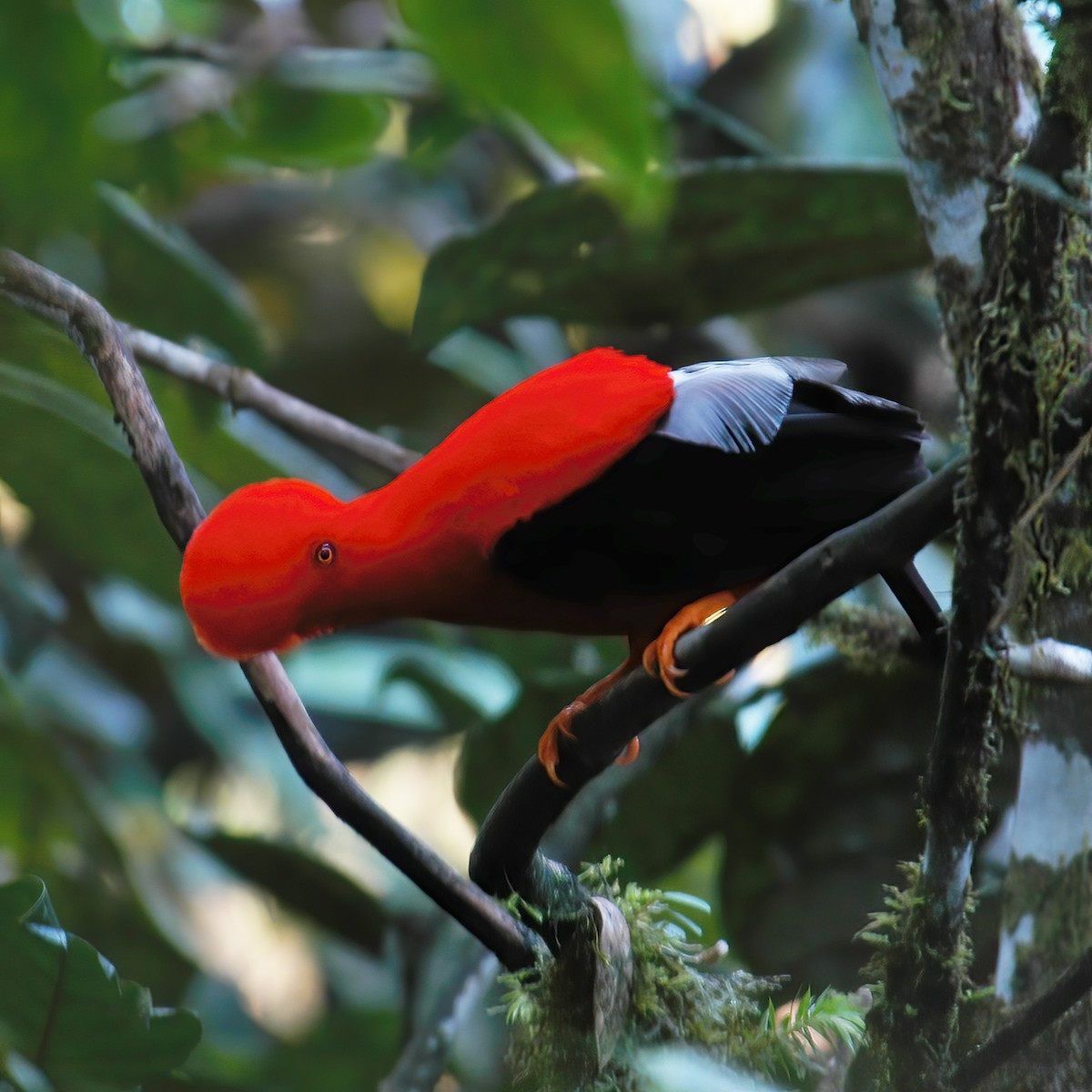 Andean Cock-of-the-rock - ML609803543