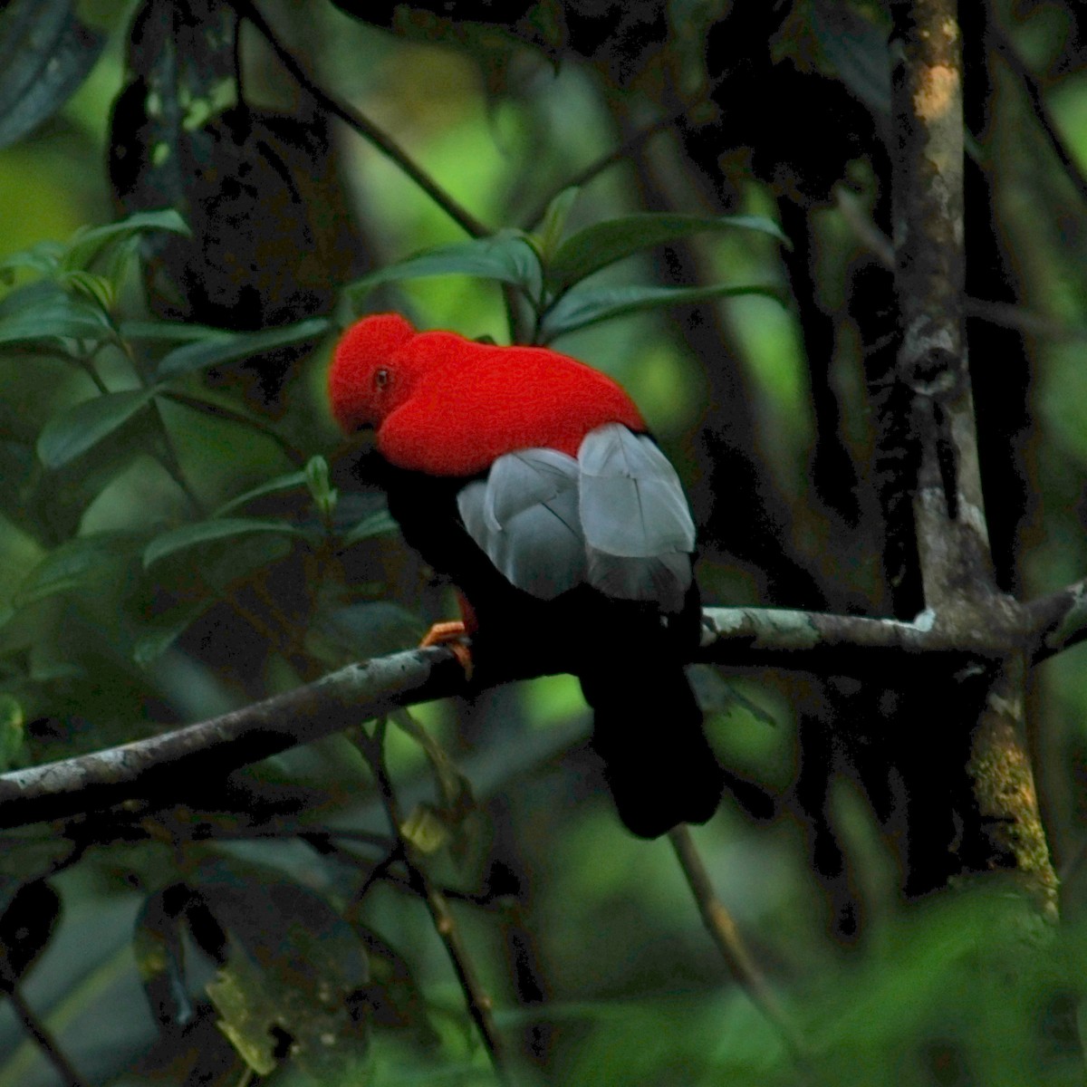 Andean Cock-of-the-rock - ML609803545