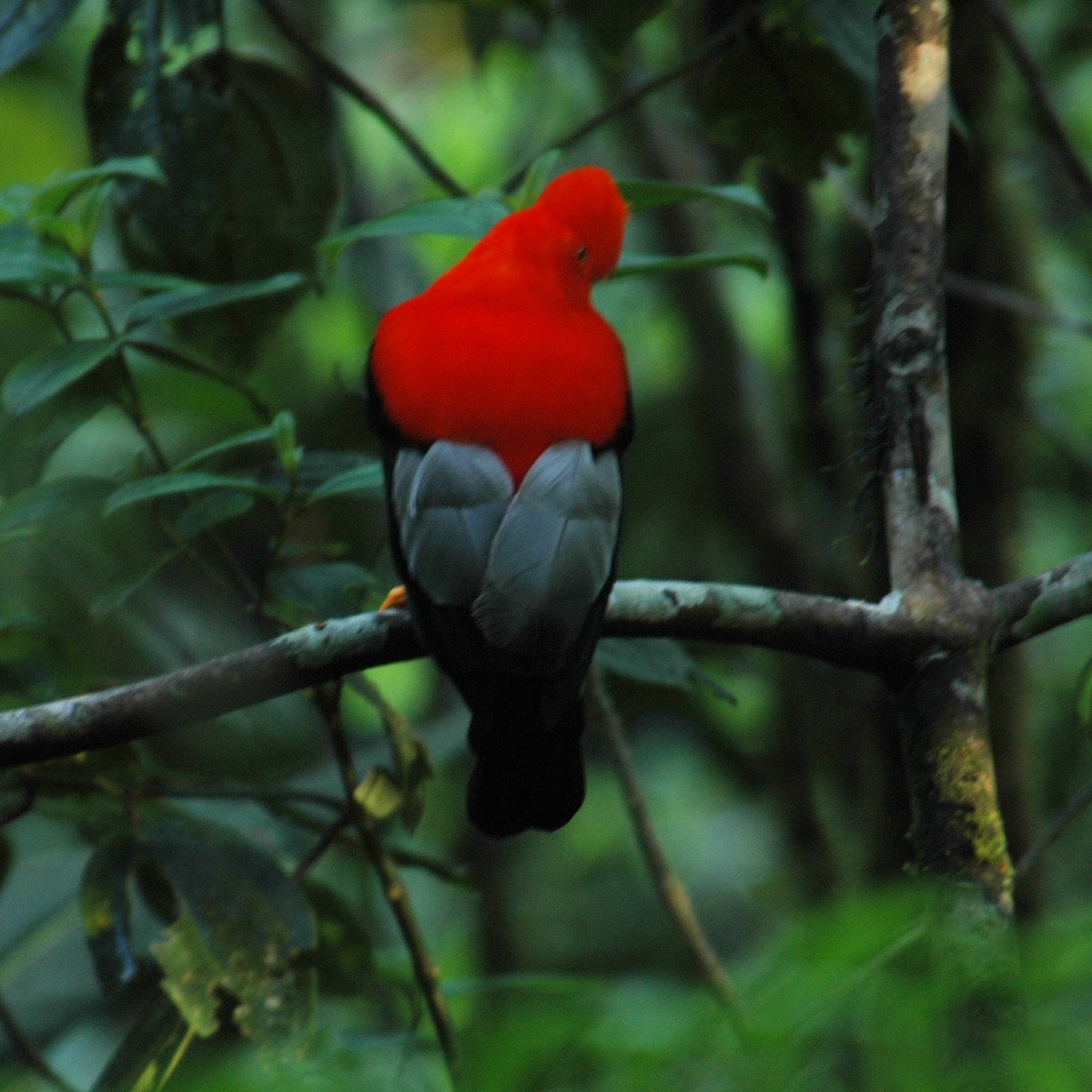 Andean Cock-of-the-rock - ML609803546