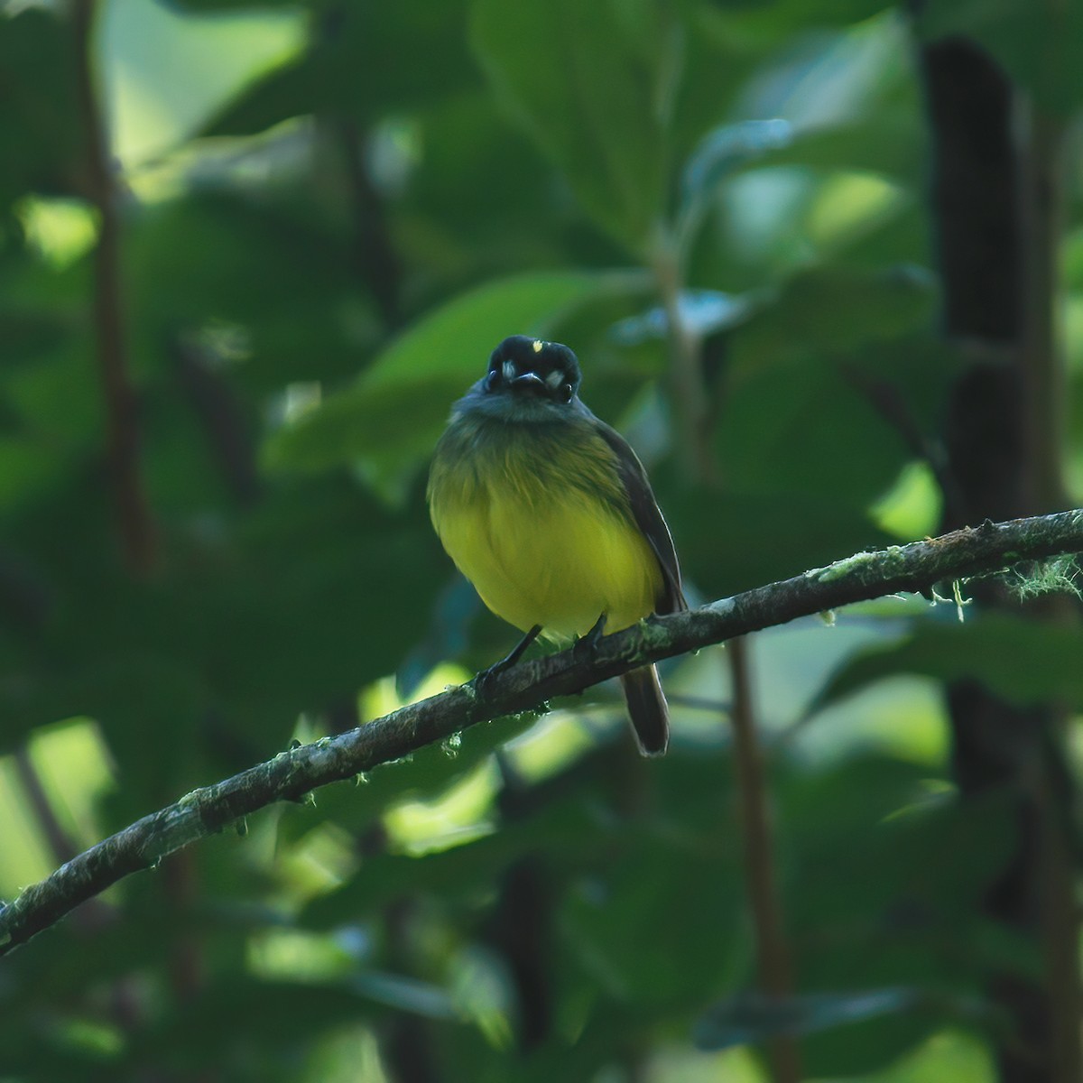 Ornate Flycatcher - ML609803558