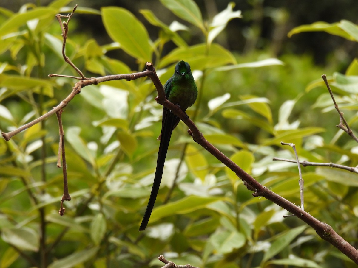 Long-tailed Sylph - ML609803568