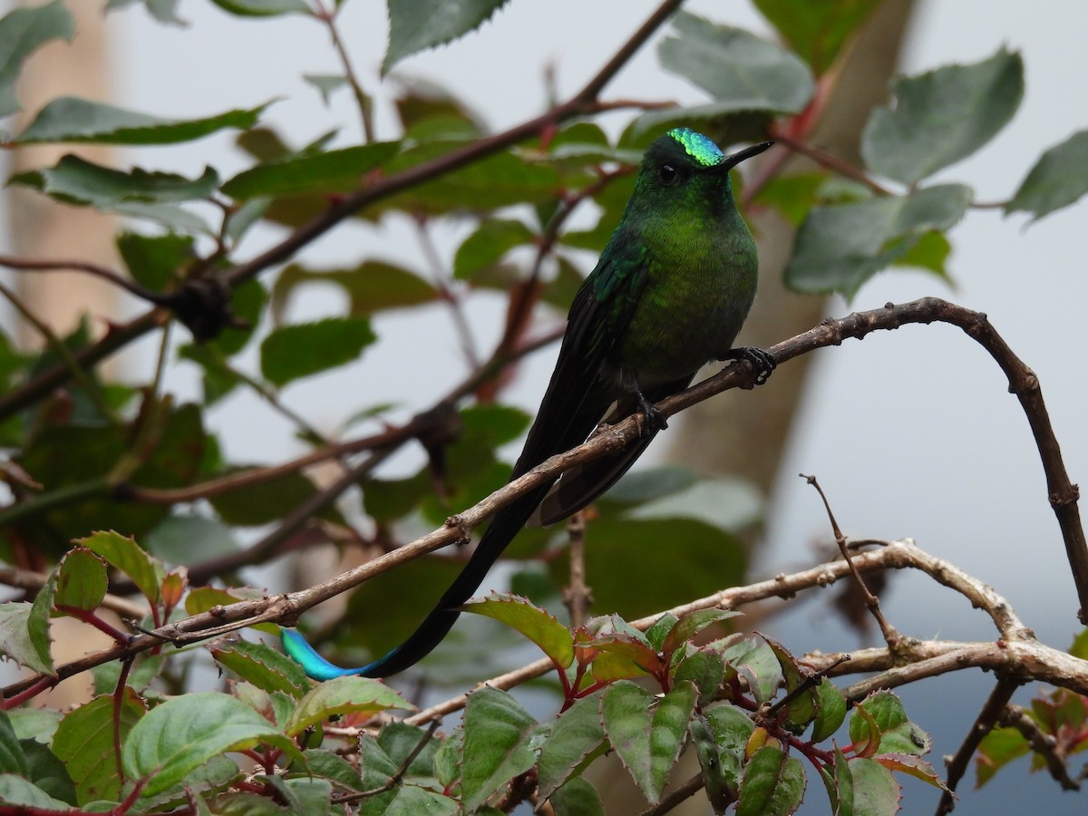 Long-tailed Sylph - ML609803593