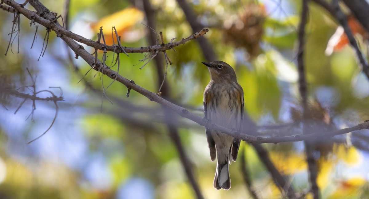 Yellow-rumped Warbler (Audubon's) - Michael Sadat
