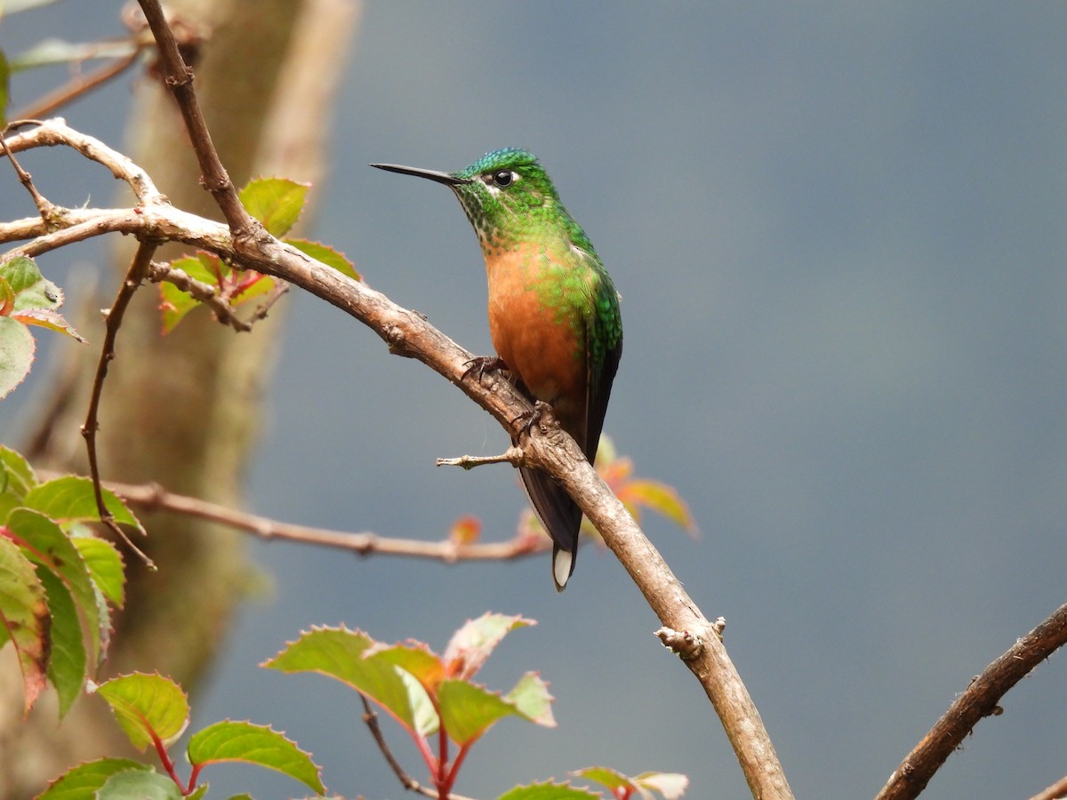 Long-tailed Sylph - ML609803729