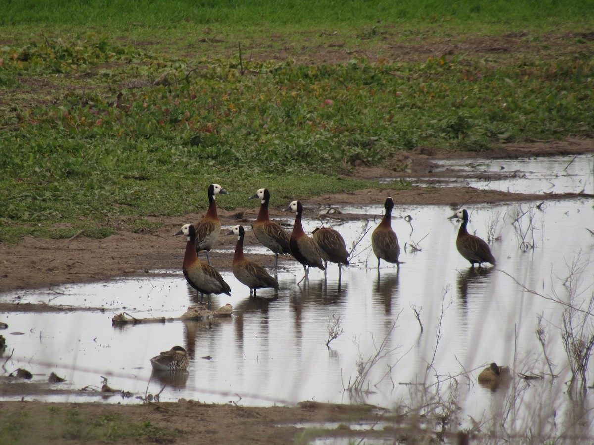 White-faced Whistling-Duck - Román Labrousse