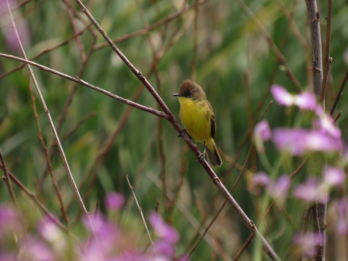 Warbling Doradito - Román Labrousse