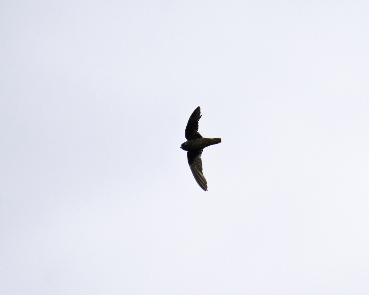 Spot-fronted Swift - ML609803969