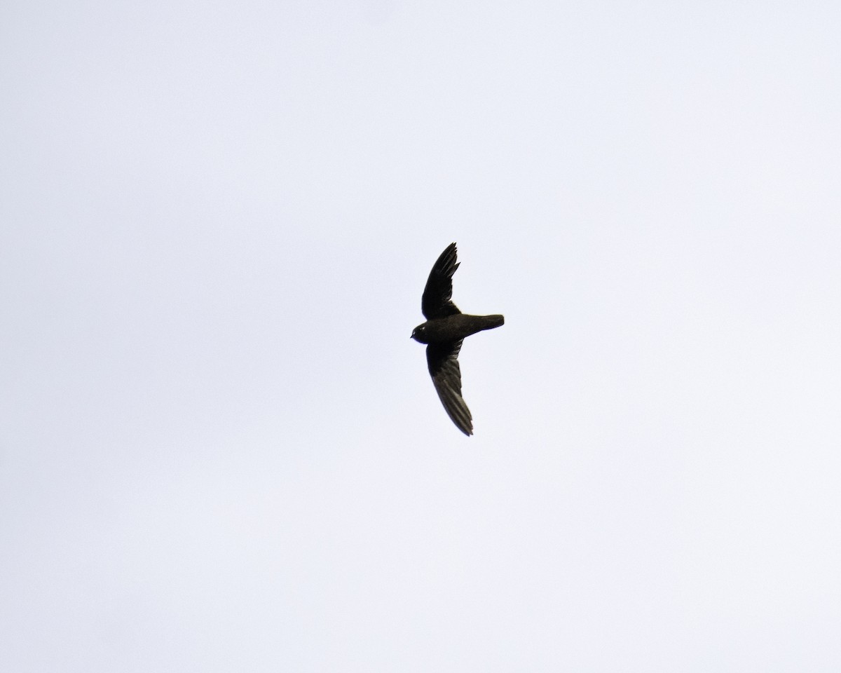 Spot-fronted Swift - ML609803969