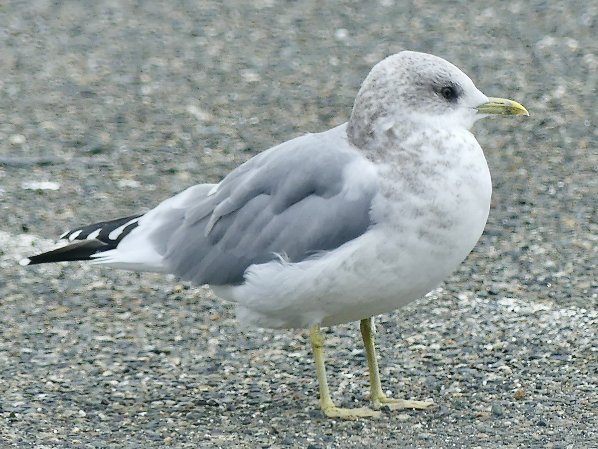 Short-billed Gull - ML609804040