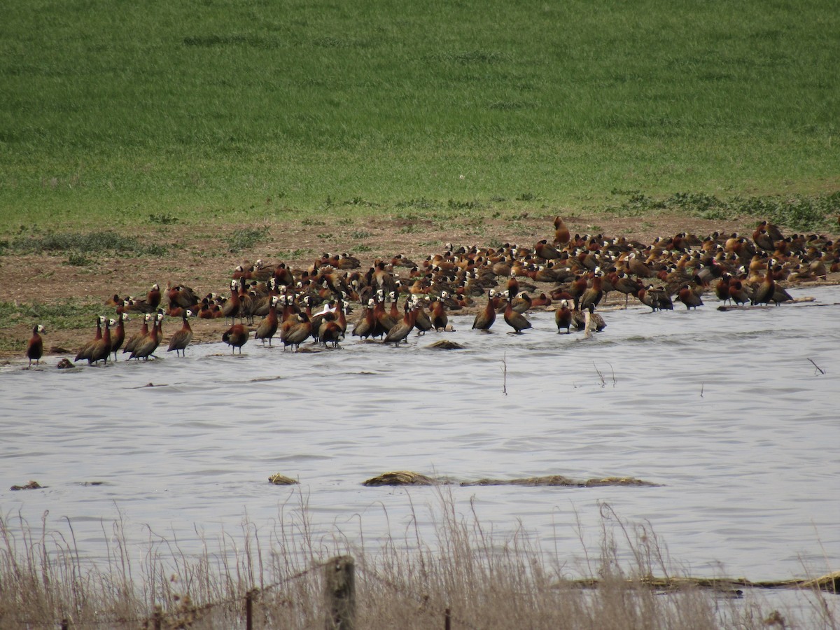 White-faced Whistling-Duck - Román Labrousse