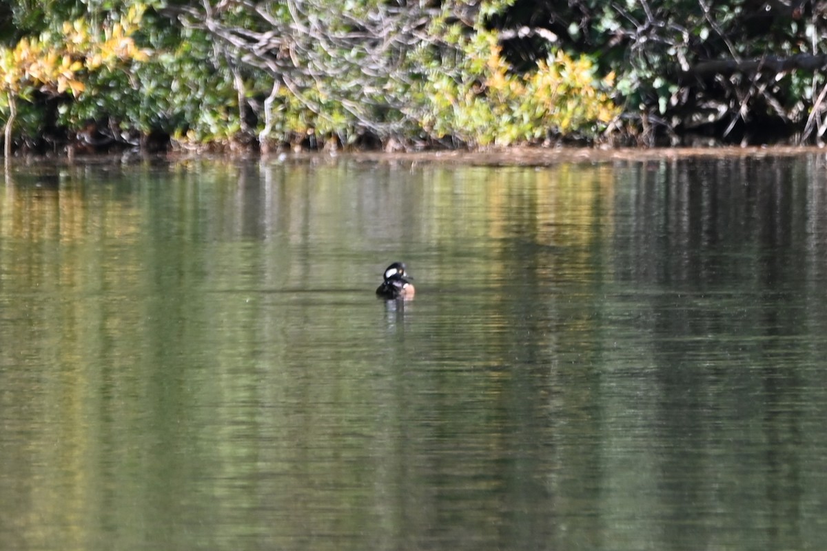 Hooded Merganser - ML609804072