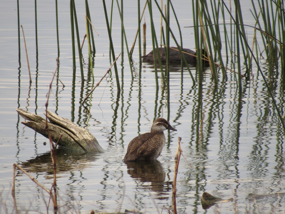 Lake Duck - Román Labrousse