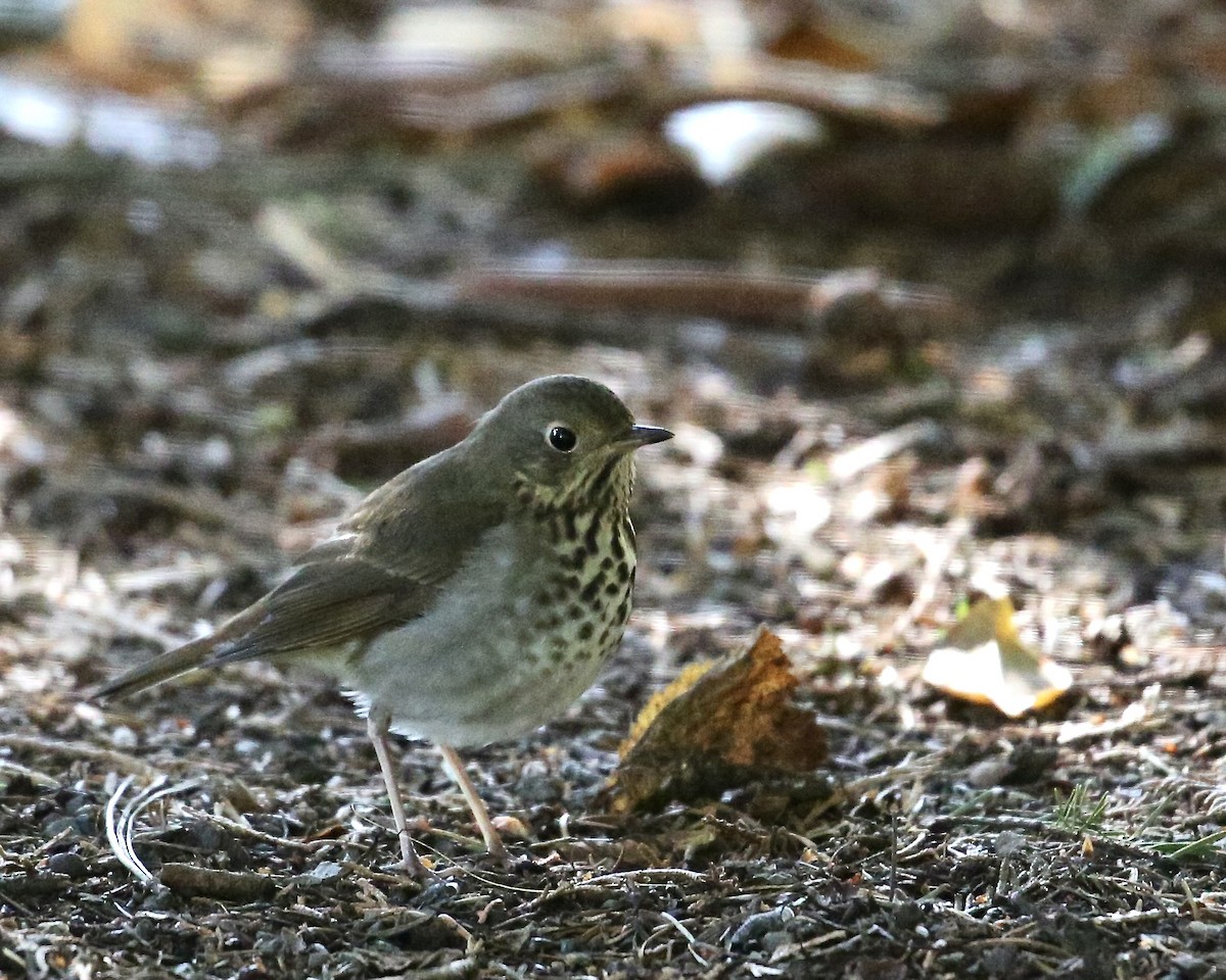 Hermit Thrush - ML609804108