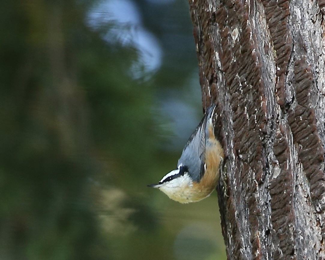 Red-breasted Nuthatch - ML609804133