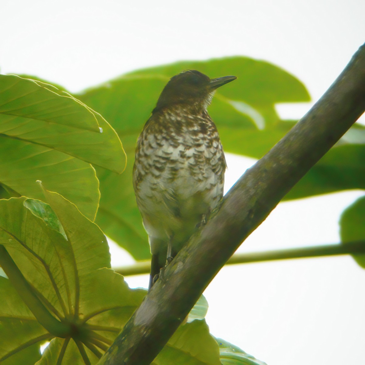 Marañon Thrush - ML609804166