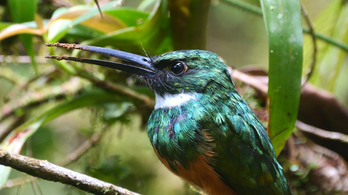 Rufous-tailed Jacamar - Mike Melton