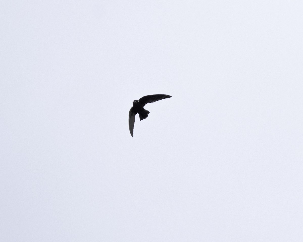 Spot-fronted Swift - ML609804253