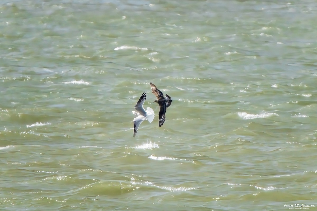 Parasitic Jaeger - James Johnston