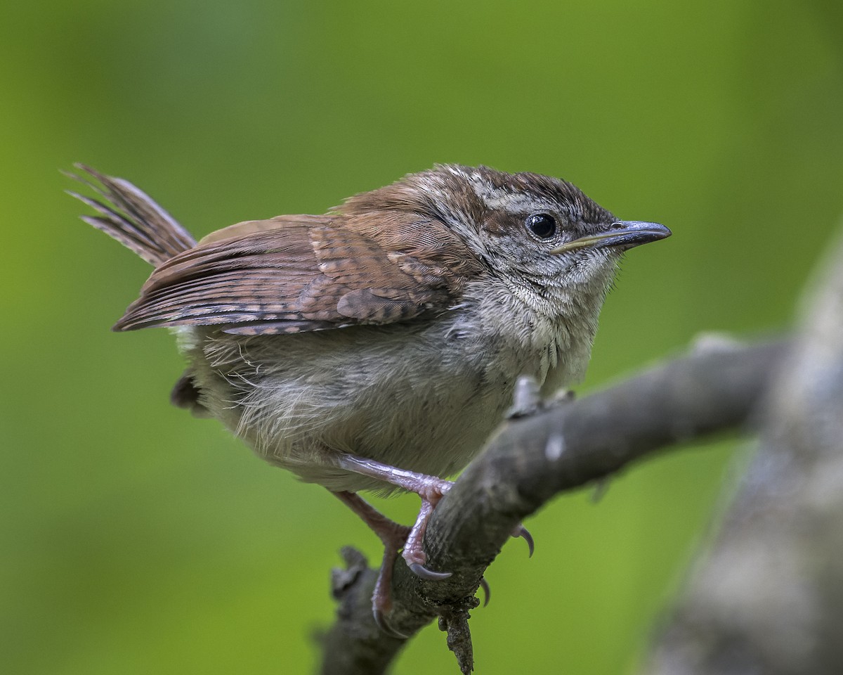 Carolina Wren - ML609804314