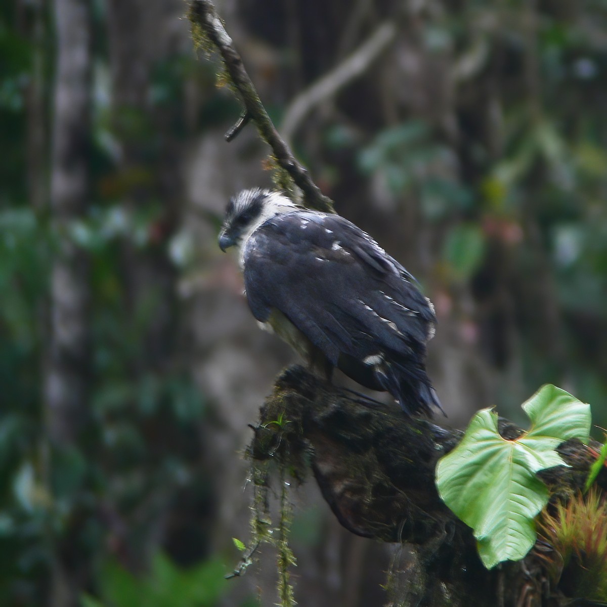 Gray-backed Hawk - ML609804378