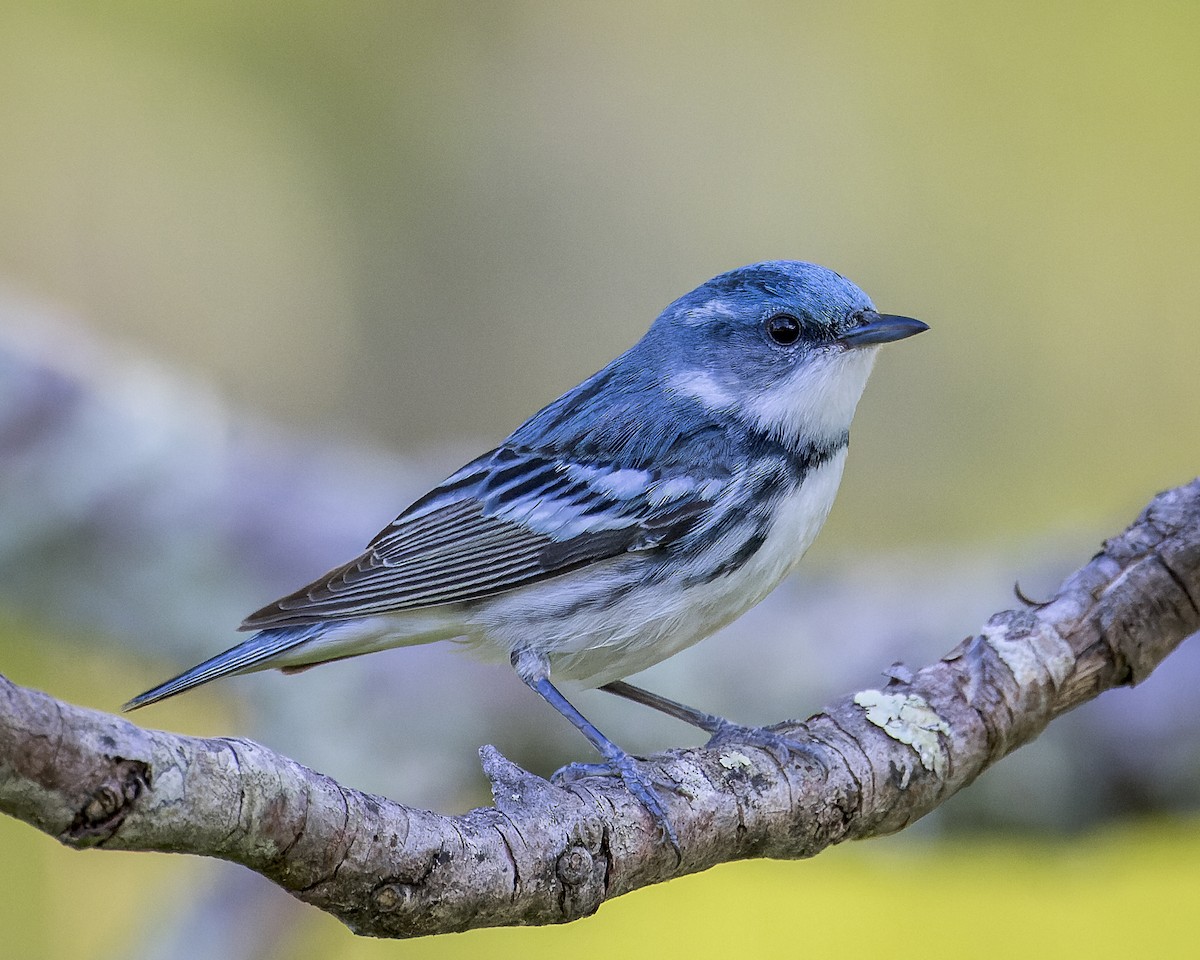 Cerulean Warbler - Alan Phipps
