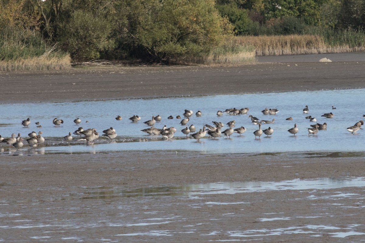 Graylag Goose - ML609804415