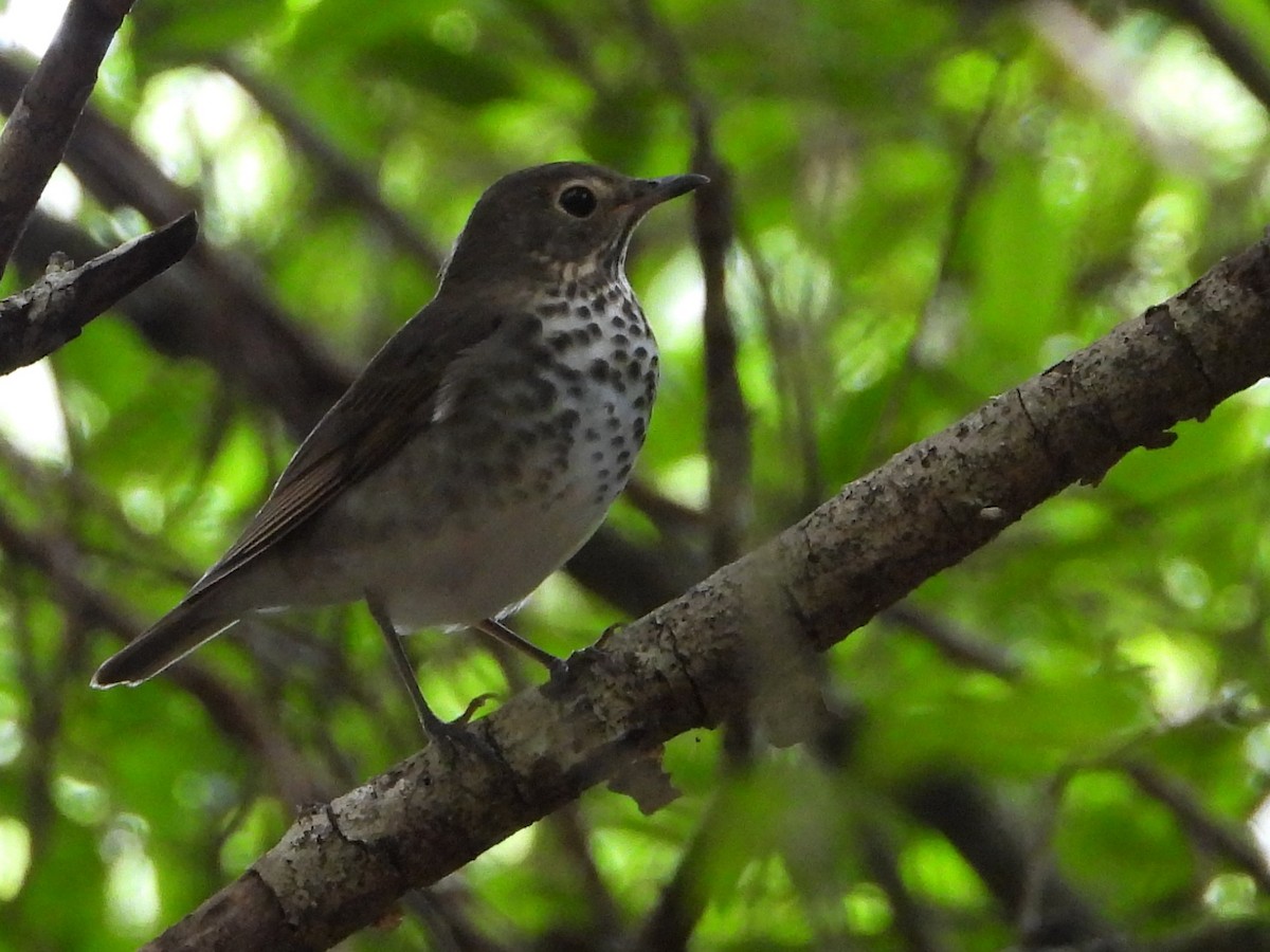 Swainson's Thrush - ML609804467