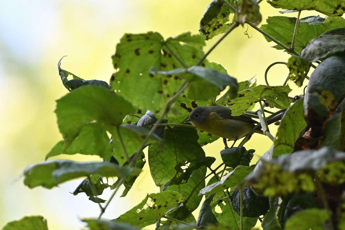 lesňáček rezavokorunkatý (ssp. ruficapilla) - ML609804487