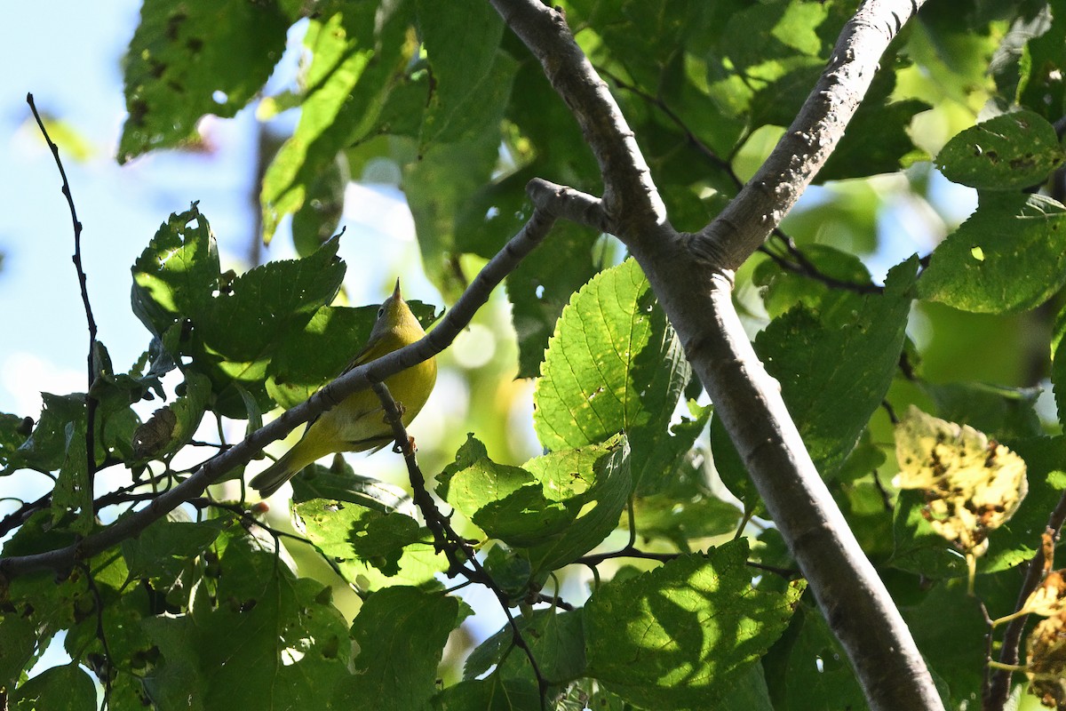 lesňáček rezavokorunkatý (ssp. ruficapilla) - ML609804488