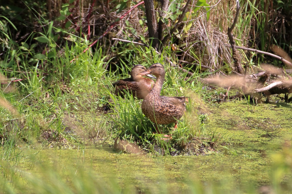 Stockente - ML609804751