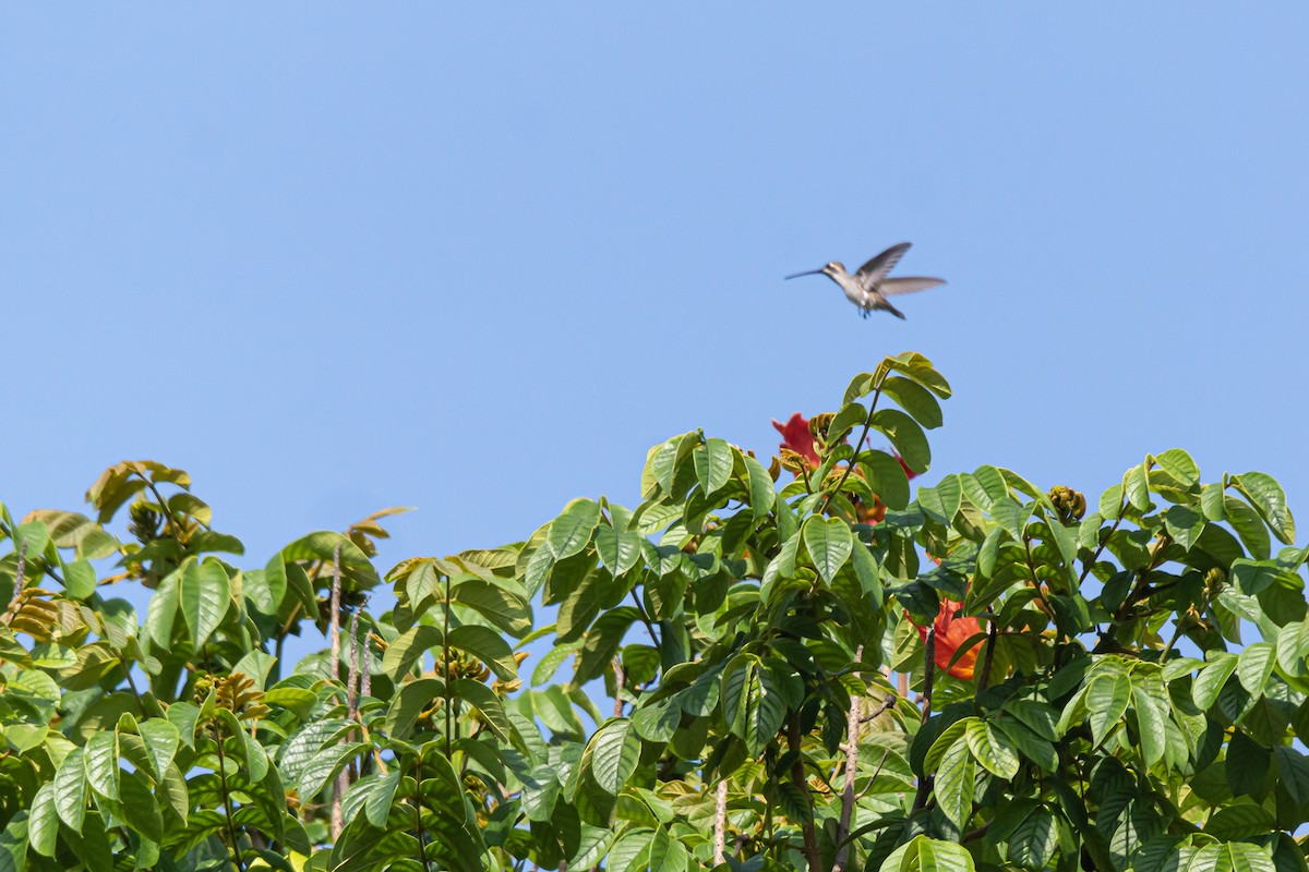 Plain-capped Starthroat - ML609804779