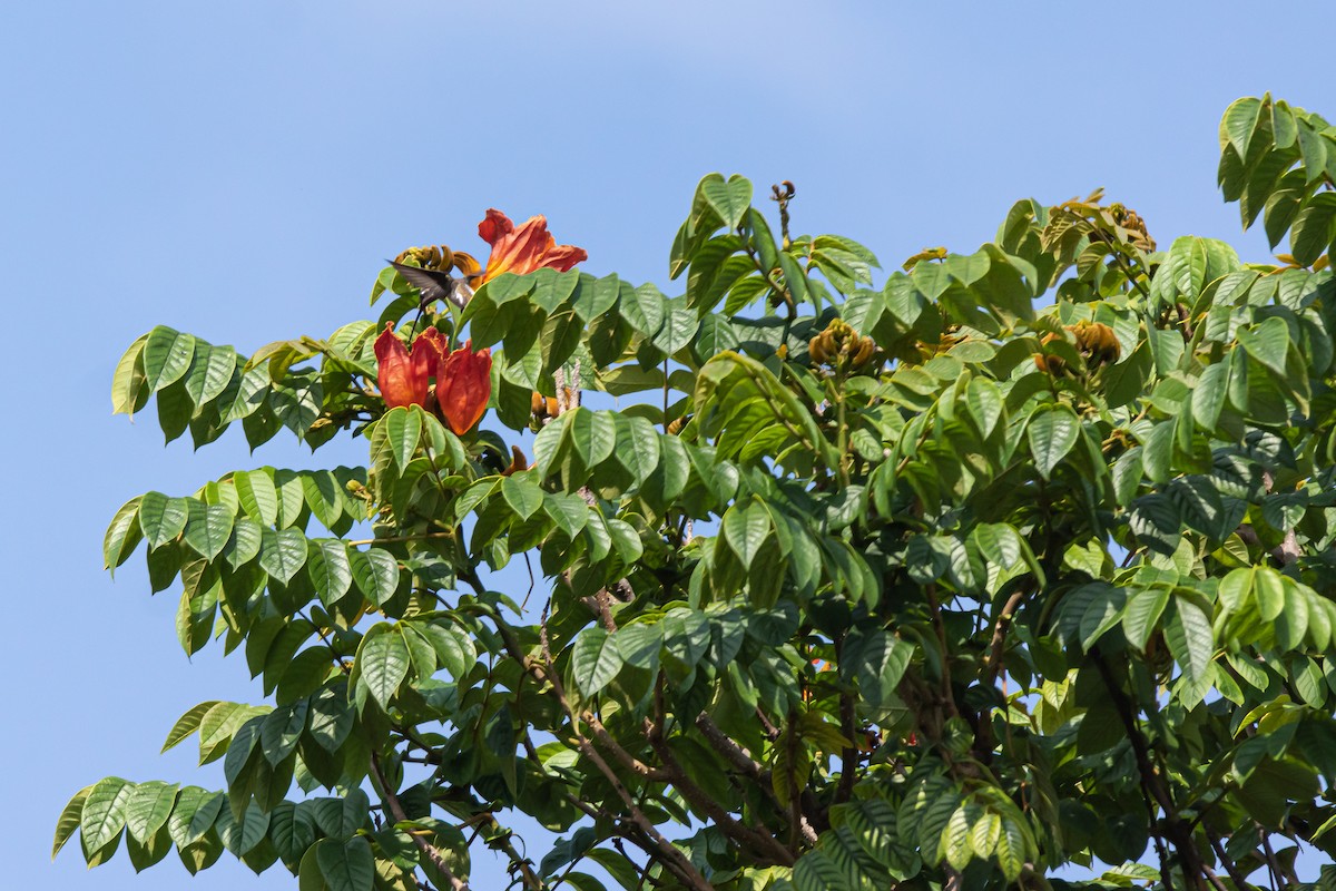 Plain-capped Starthroat - ML609804780